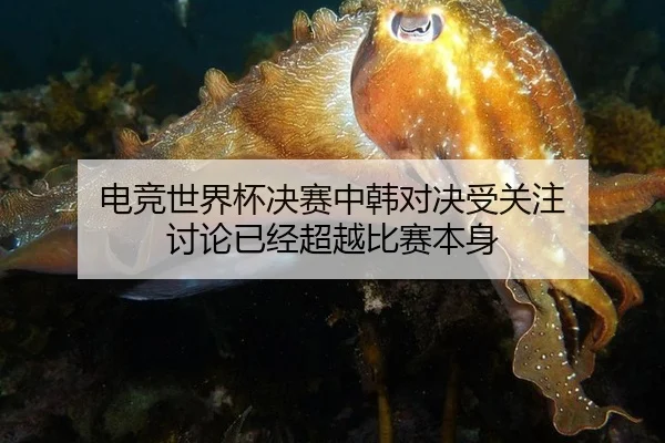 dian-jing-shi-jie-bei-jue-sai-zhong-han-dui-jue-shou-guan-zhu-tao-lun-yi-jing-chao-yue-bi-sai-ben-shen-2-382.jpg